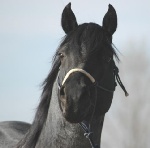 Azul Caballo Amigojr is  at BlueRoans.com