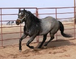 Azuls Rey Del Peppy is Standing at Stud at BlueRoans.com