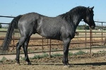 Roan Hayes is  at BlueRoans.com
