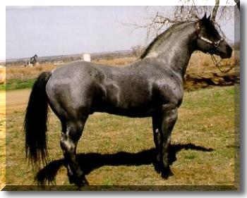Passed color to 95% of his offspring... Passes color to 95% of his offspring...